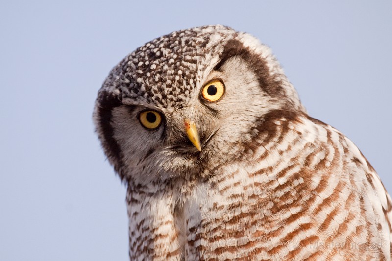 IMG_0348c.jpg - Northern Hawk-Owl (Surnia ulula)